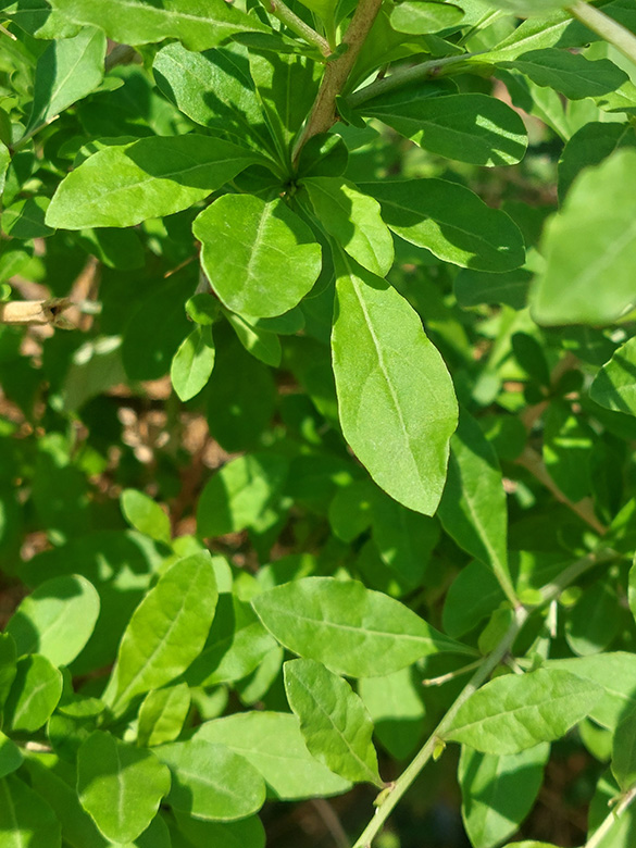 Lycium barbarum