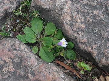 Mazus pumilus