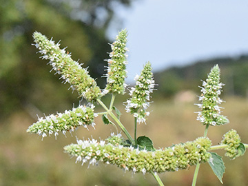 Mentha longifolia