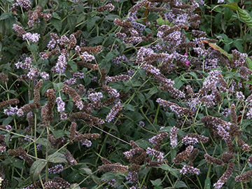Mentha longifolia