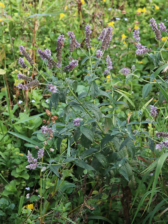 Mentha longifolia longifolia