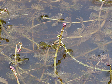 Myriophyllum spicatum