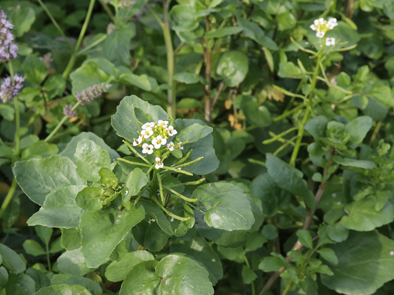 Nasturtium officinale agg.