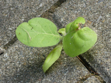 Nicotiana tabacum