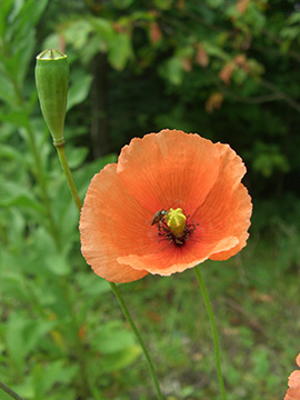 Papaver dubium confine