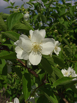Philadelphus coronarius