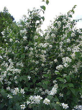 Philadelphus coronarius