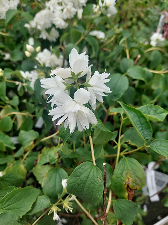 Philadelphus virginalis