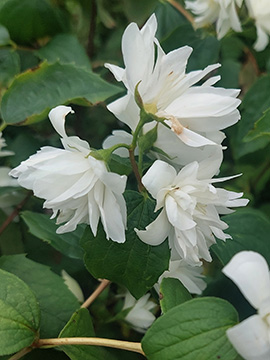 Philadelphus virginalis