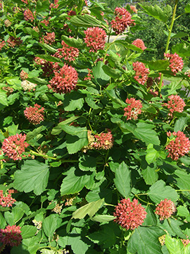Physocarpus opulifolius