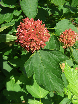 Physocarpus opulifolius
