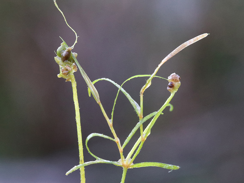 Potamogeton berchtoldii