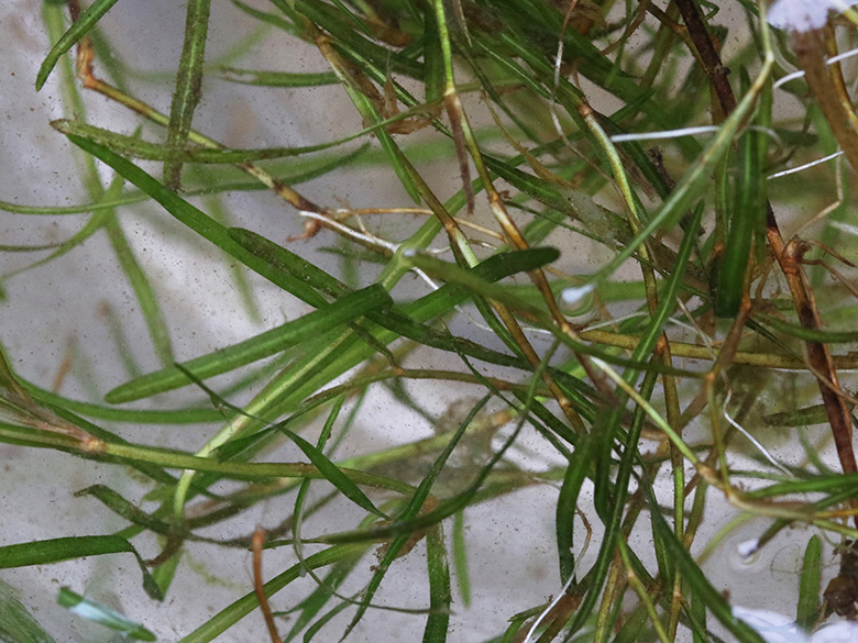 Potamogeton berchtoldii