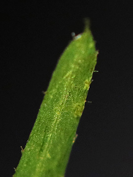 Potamogeton berchtoldii