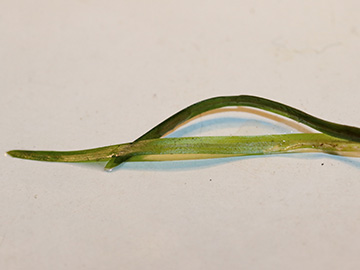 Potamogeton berchtoldii