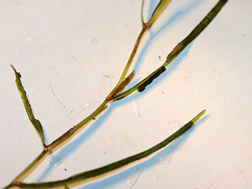 Potamogeton berchtoldii