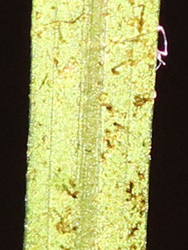 Potamogeton berchtoldii