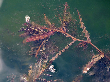 Potamogeton crispus