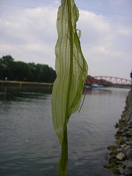 Potamogeton lucens