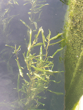 Potamogeton lucens