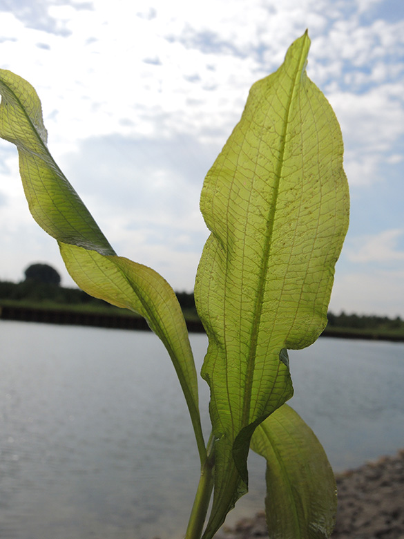 Potamogeton lucens
