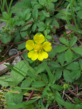 Potentilla reptans