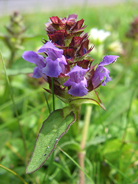 Prunella vulgaris