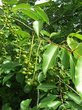 Prunus serotina