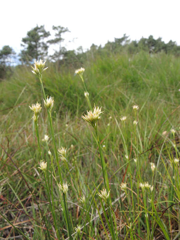 Rhynchospora alba