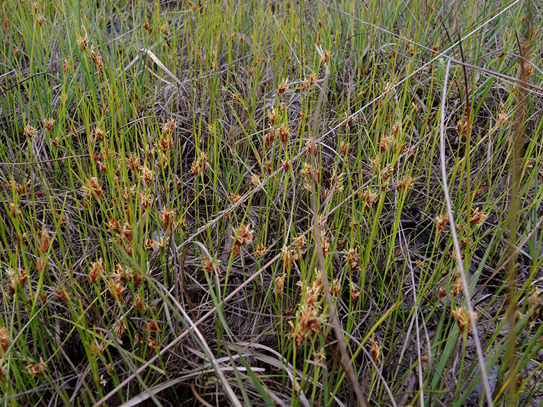Rhynchospora fusca