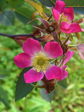 Rosa glauca
