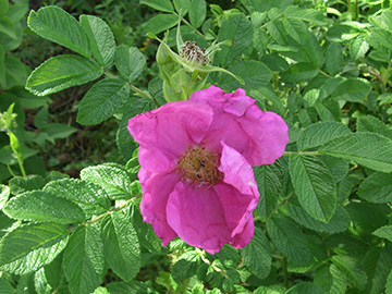 Rosa rugosa