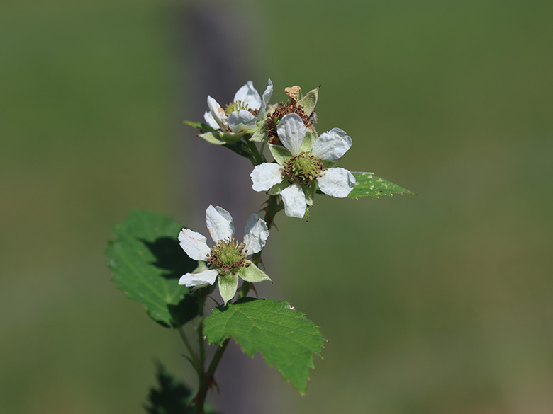 Rubus braeuckeri