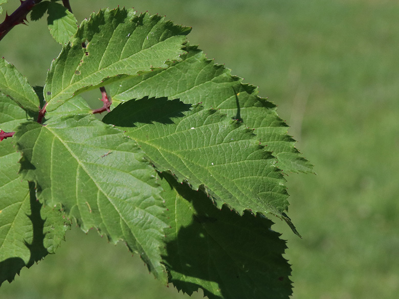 Rubus braeuckeri