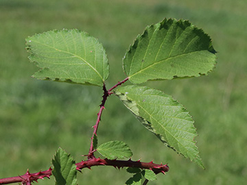 Rubus braeuckeri