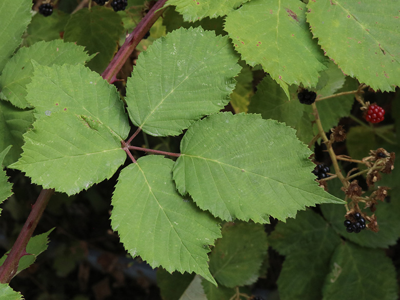 Rubus elegantispinosus