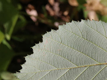Rubus elegantispinosus