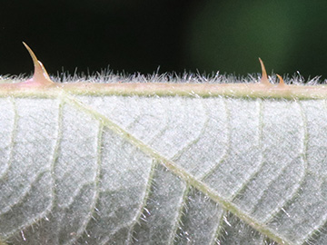 Rubus elegantispinosus