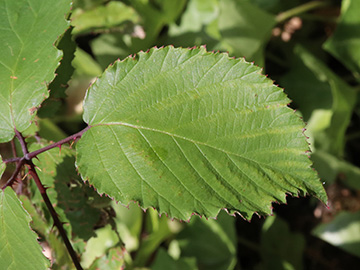 Rubus elegantispinosus