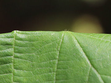 Rubus elegantispinosus