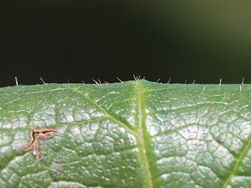 Rubus ignoratus