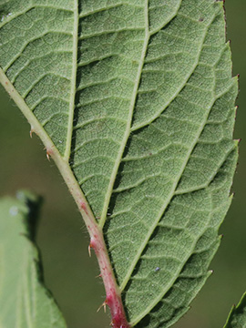 Rubus ignoratus