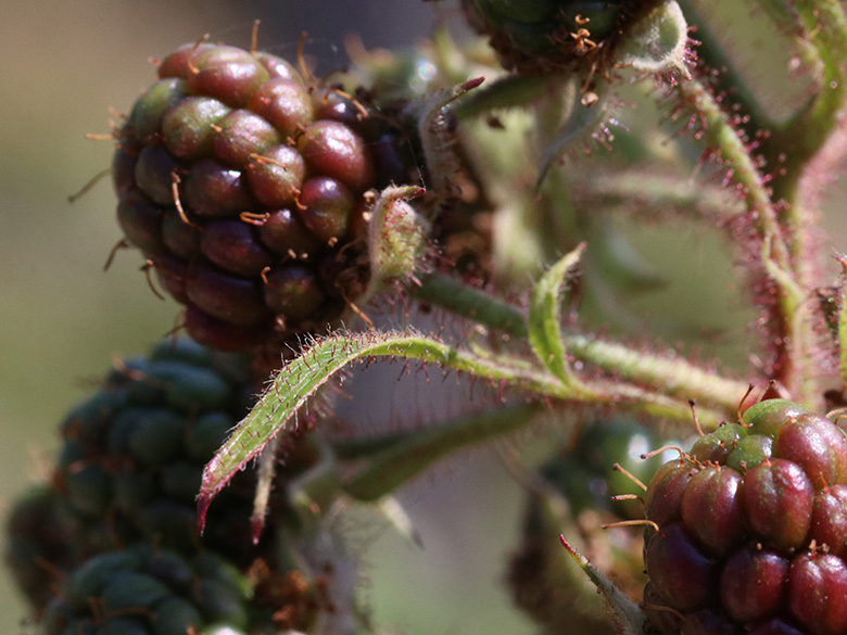 Rubus ignoratus