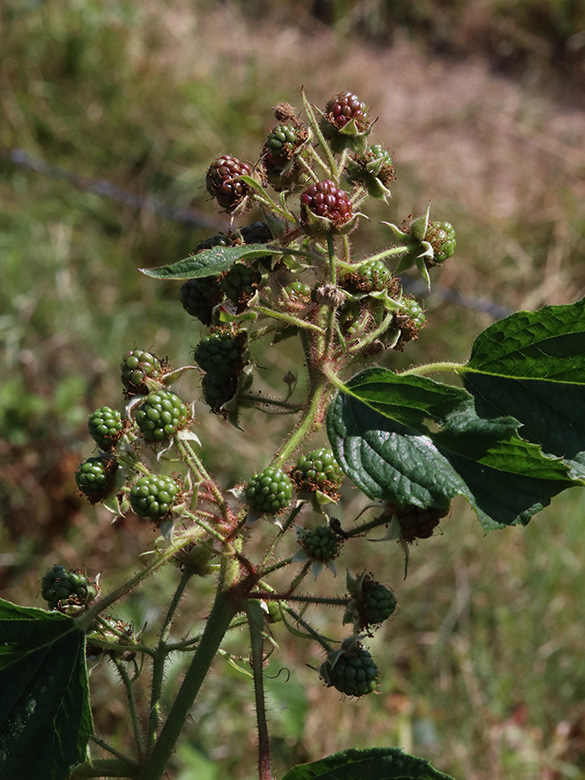 Rubus ignoratus