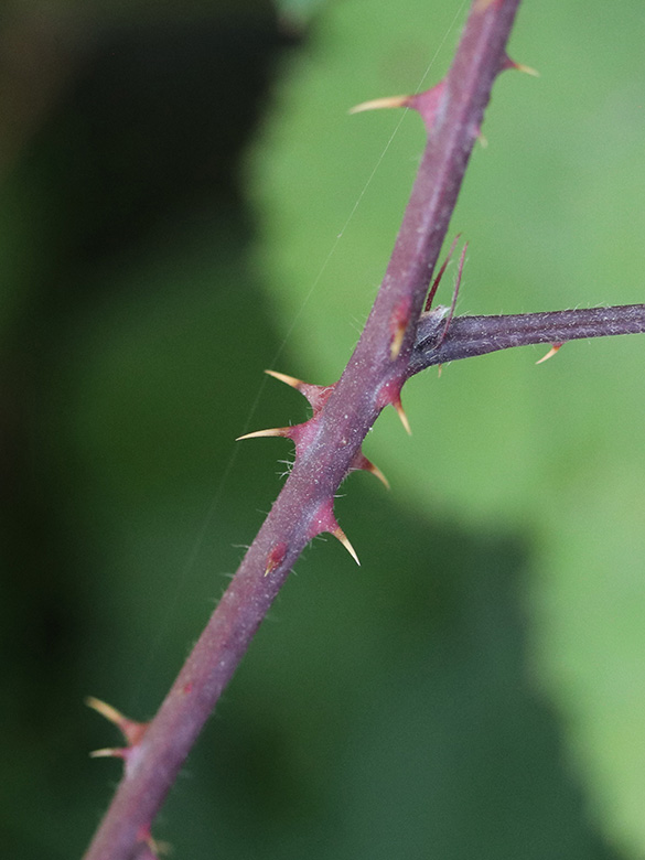 Rubus laciniatus