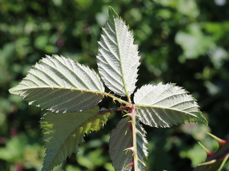 Rubus langei