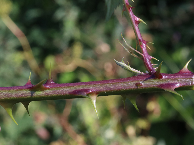 Rubus langei