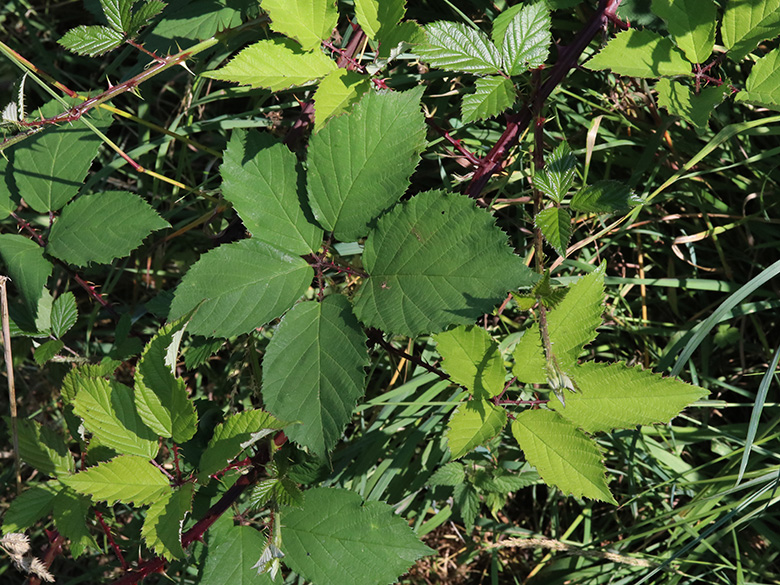 Rubus langei