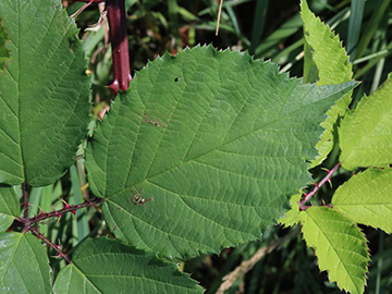 Rubus langei