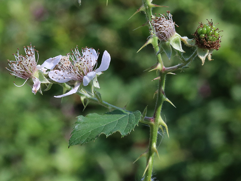 Rubus langei
